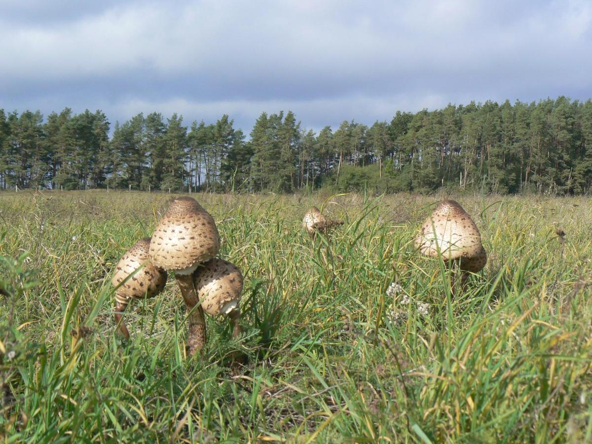 Hotel Am Mueritz-Nationalpark Waren  Exteriör bild